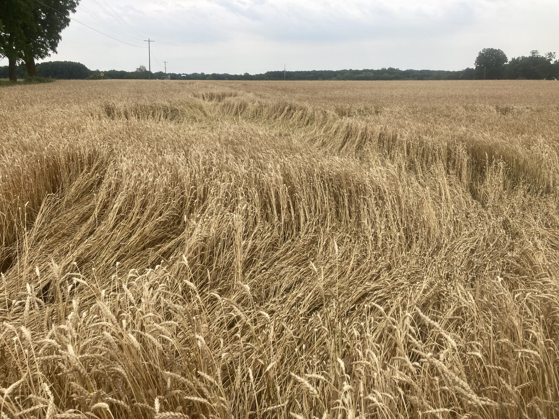 A brown wheat field 